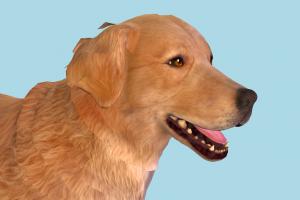 Golden Retriever Dog dog, animal, animals, wild, nature